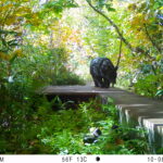 【クマ情報】週間レポート10/6～10/14（大沼後生掛地区）