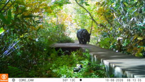 【クマ情報】週間レポート10/6～10/14（大沼後生掛地区）
