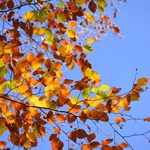 10月18日（日）「長沼　黄葉のブナ林トレッキング」を開催しました。