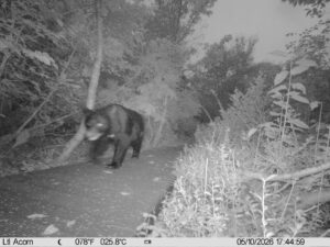 【クマ情報】週間レポート9/29～10/6（大沼後生掛地区）